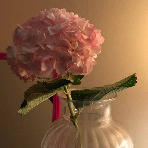 Meet your Posher, A. highness - Picture 2 of 2